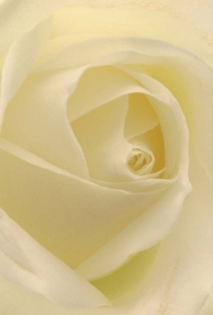 A classic white rose, freshly arranged in a bouquet by the skilled hands of Penge Florist, unfolds its beauty in a cascade of delicate, pearly petals. Viewed at close range, each lovingly curled layer reveals subtle gradations of white and cream, their textures inviting imagined fingertips to trace their soft, cool surfaces. Soft light floods across the bloom, illuminating its spiraled heart and casting gentle, almost imperceptible shadows that lend the rose its hypnotic depth. There is an air of sophisticated tranquility, the same elegance that might be found in a tasteful centrepiece at a Penge wedding or a sincere gesture of apology stretched across a sunlit table. The bloom's near-perfect symmetry and luminous core speak of purity and quiet resilience-a tribute to nature's wisdom and the local artistry shaping it. Hints of sweet fragrance seem to hover, imparting a serene freshness that brightens any moment, whether shared in joy or solace. Such a rose, delivered with skill and care throughout SE20, embodies the grace and versatility that only experienced hands can provide.